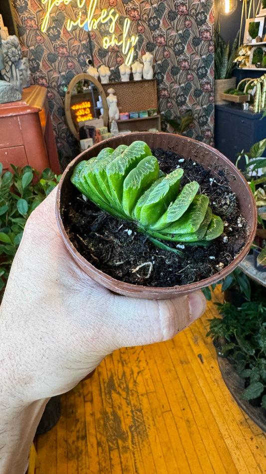 4” Haworthia Truncata