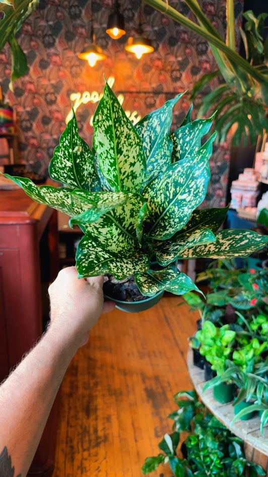 6” Wintery Winehouse Aglaonema