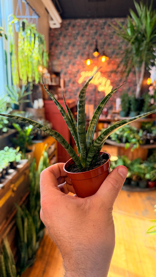 2.5” Silver Nymph Snake Plant