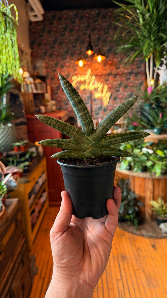 4” Starfish Snake Plant