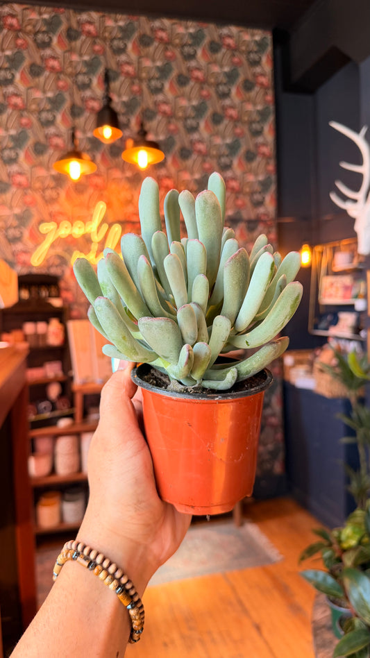4” Cotyledon ‘Good Choice’