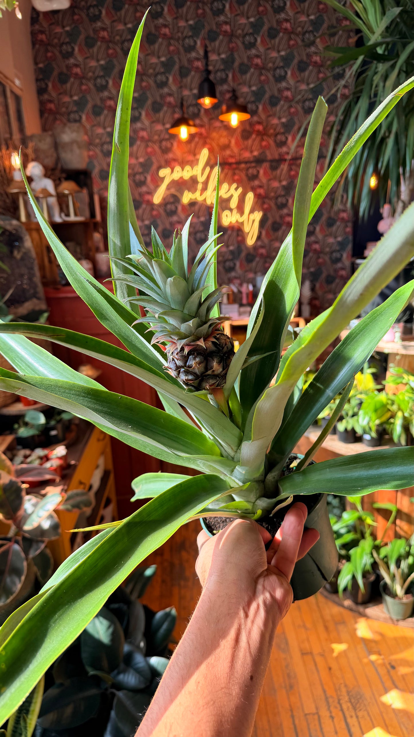 6” Pineapple Plant XL
