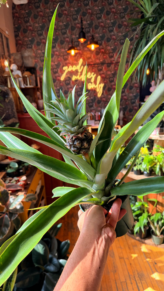 6” Pineapple Plant XL
