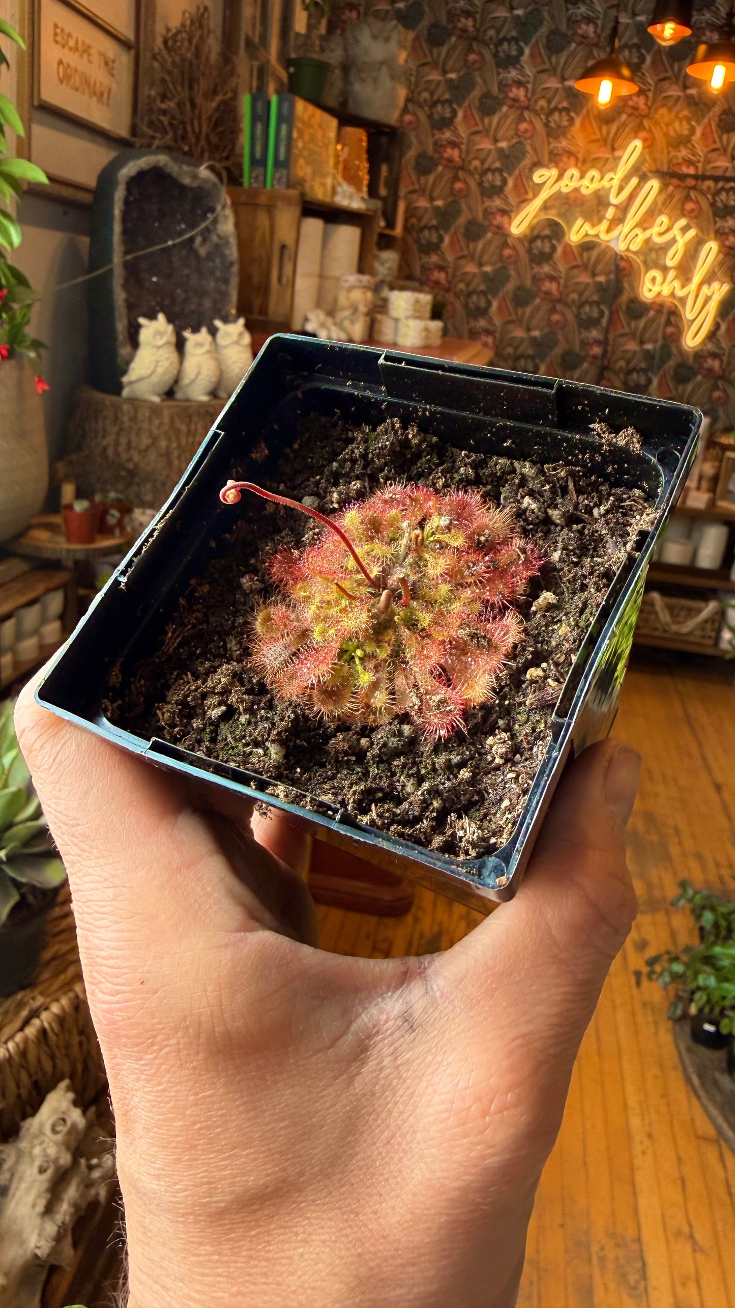 Spoonleaf Sundew