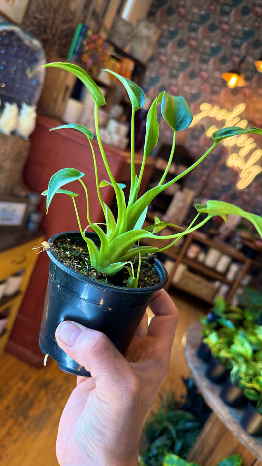 4” Tiny Dancer Alocasia