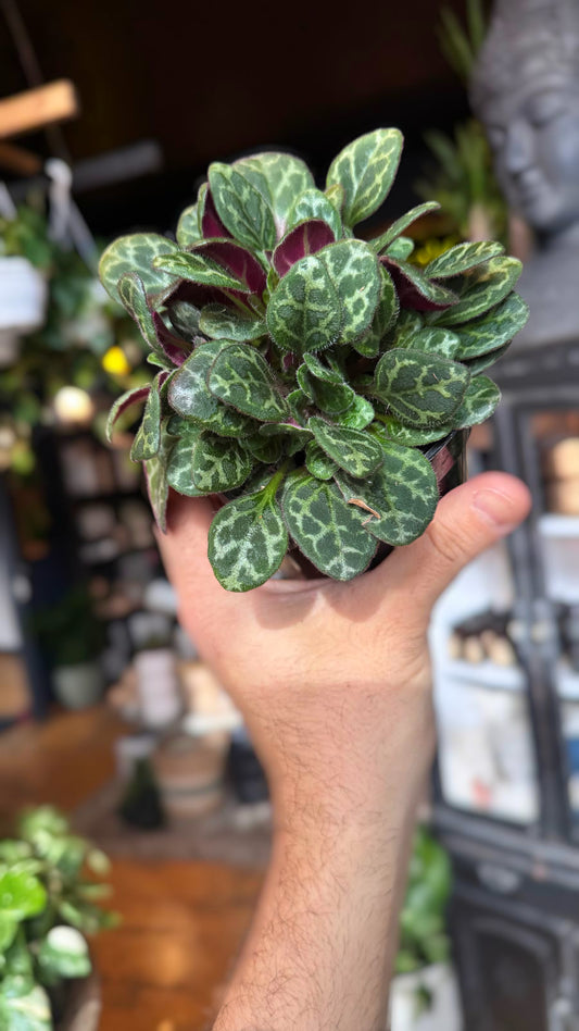 4” Primulina Yungfuensis Plant