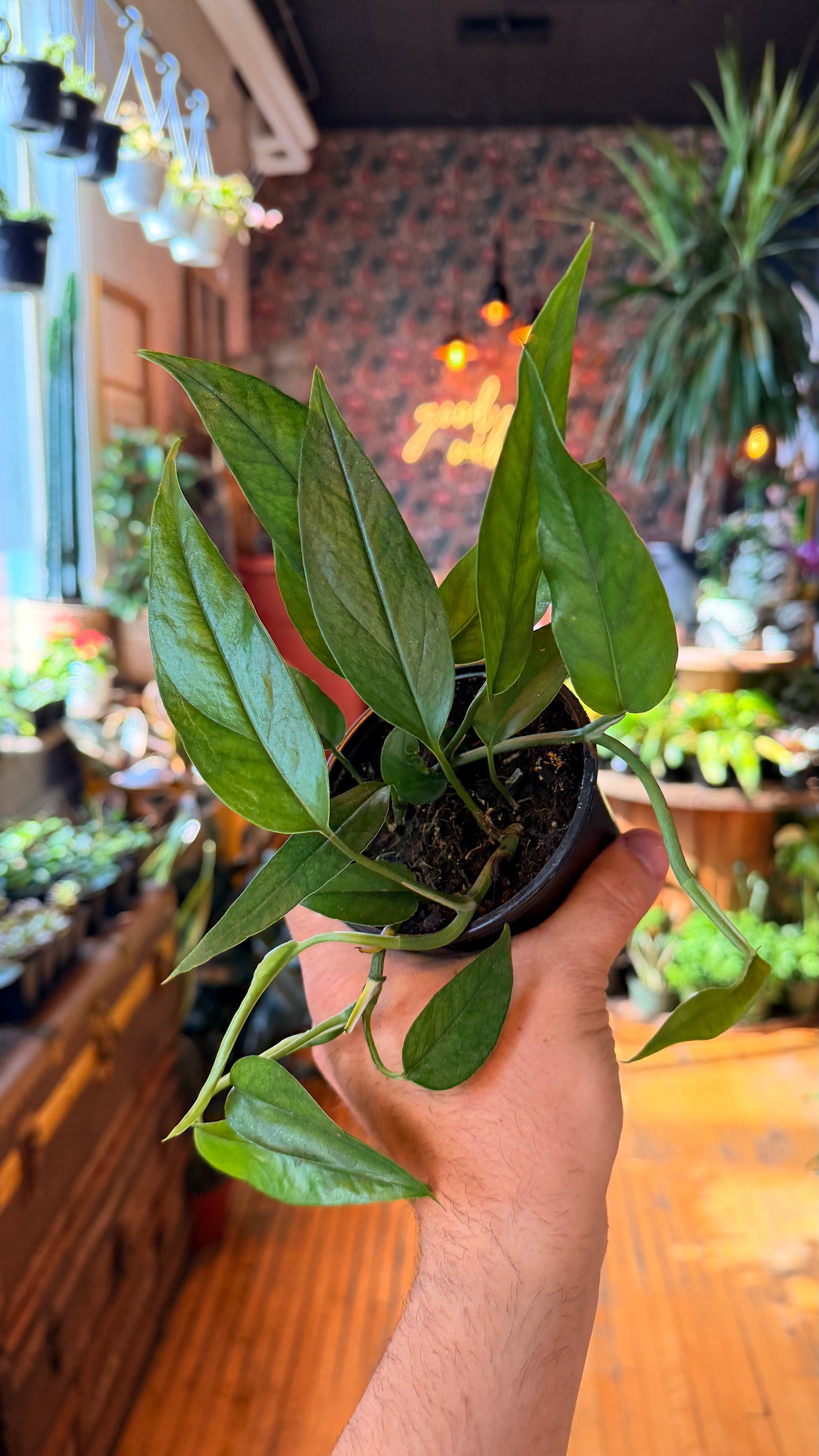 4” Baltic Blue Pothos
