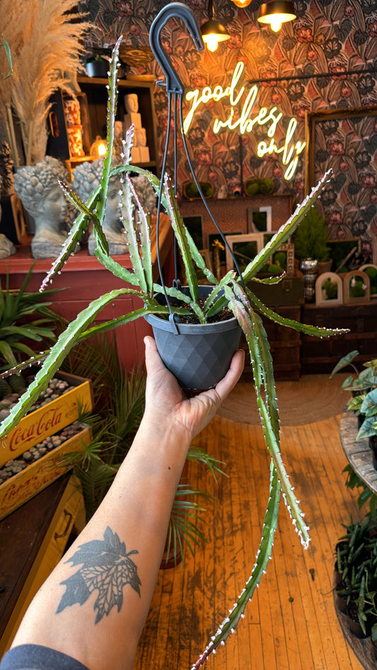 5” Rhipsalis Pseudorhipsalis