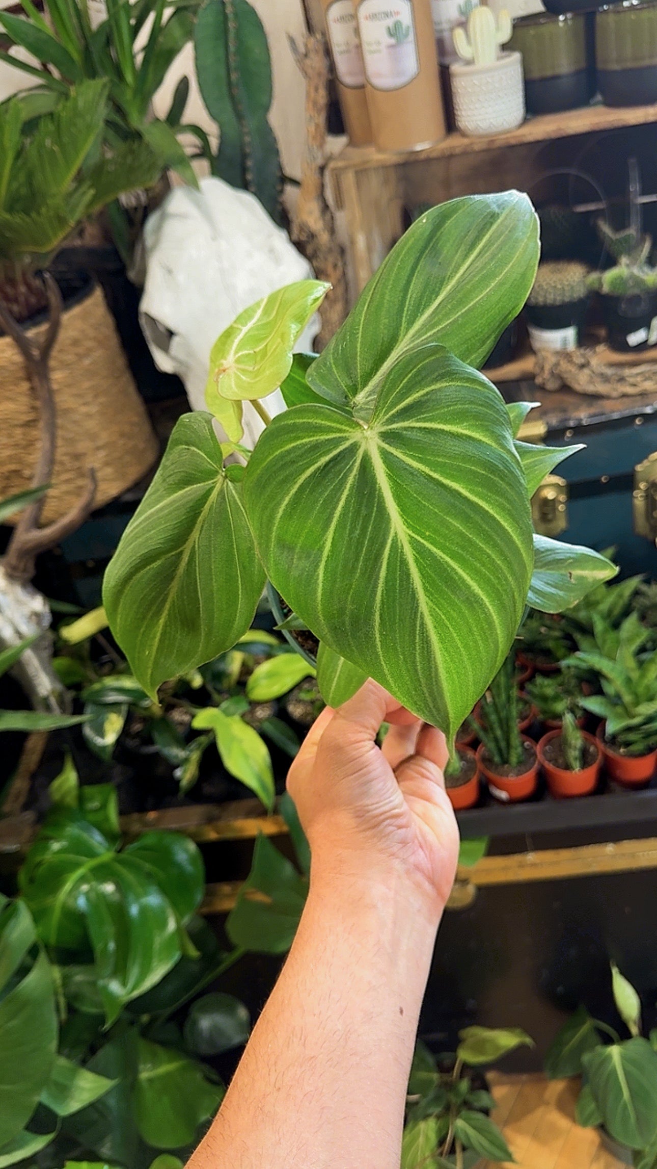 6” Gloriosum Philodendron