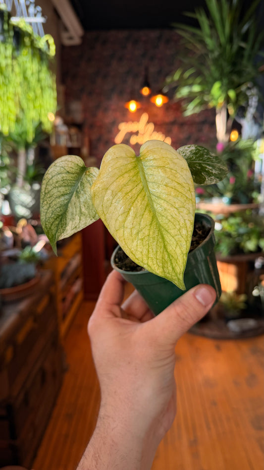 4” White Monster Monstera
