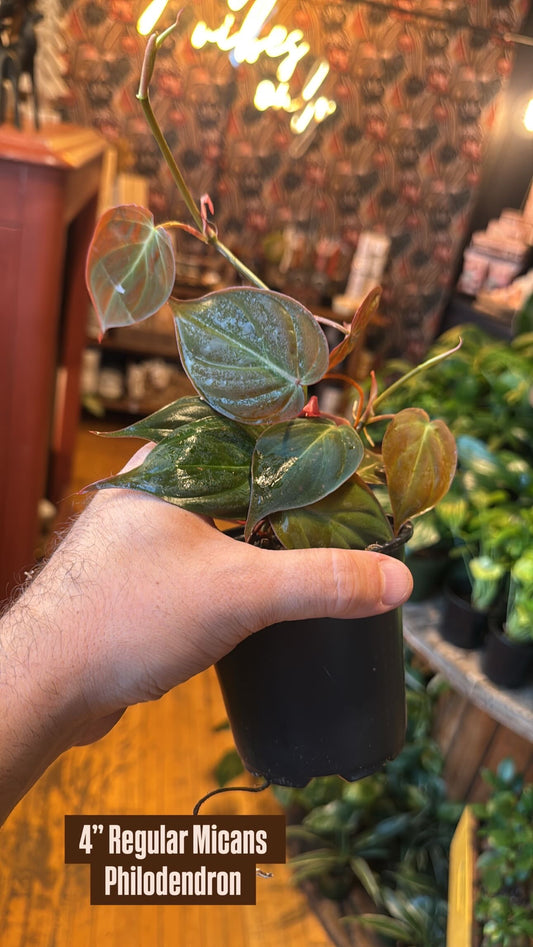 4” Micans Philodendron