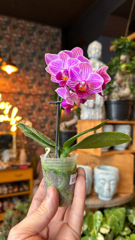 2.5” Mini Orchids