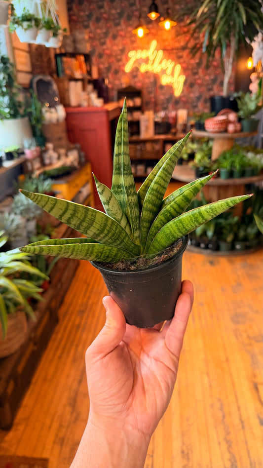 4” Gojo Snake Plant