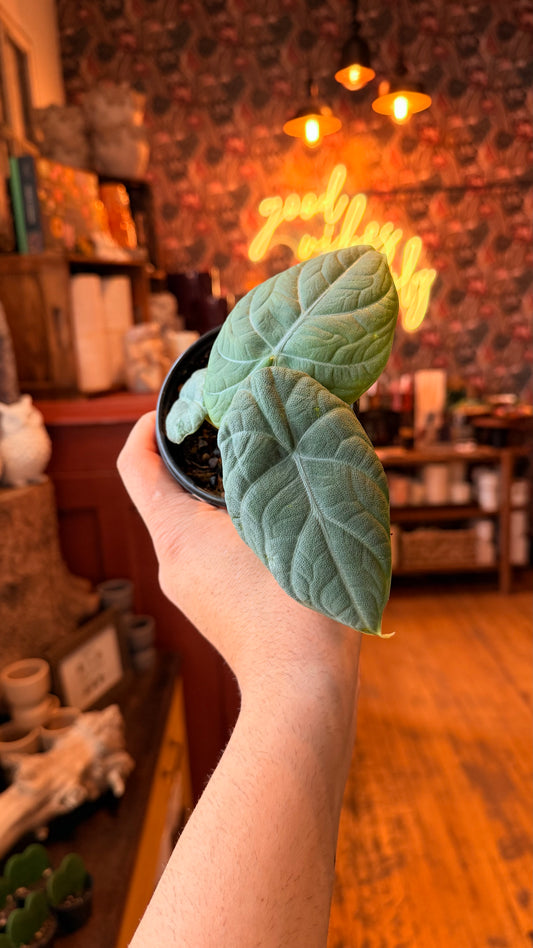 4” Melo Alocasia