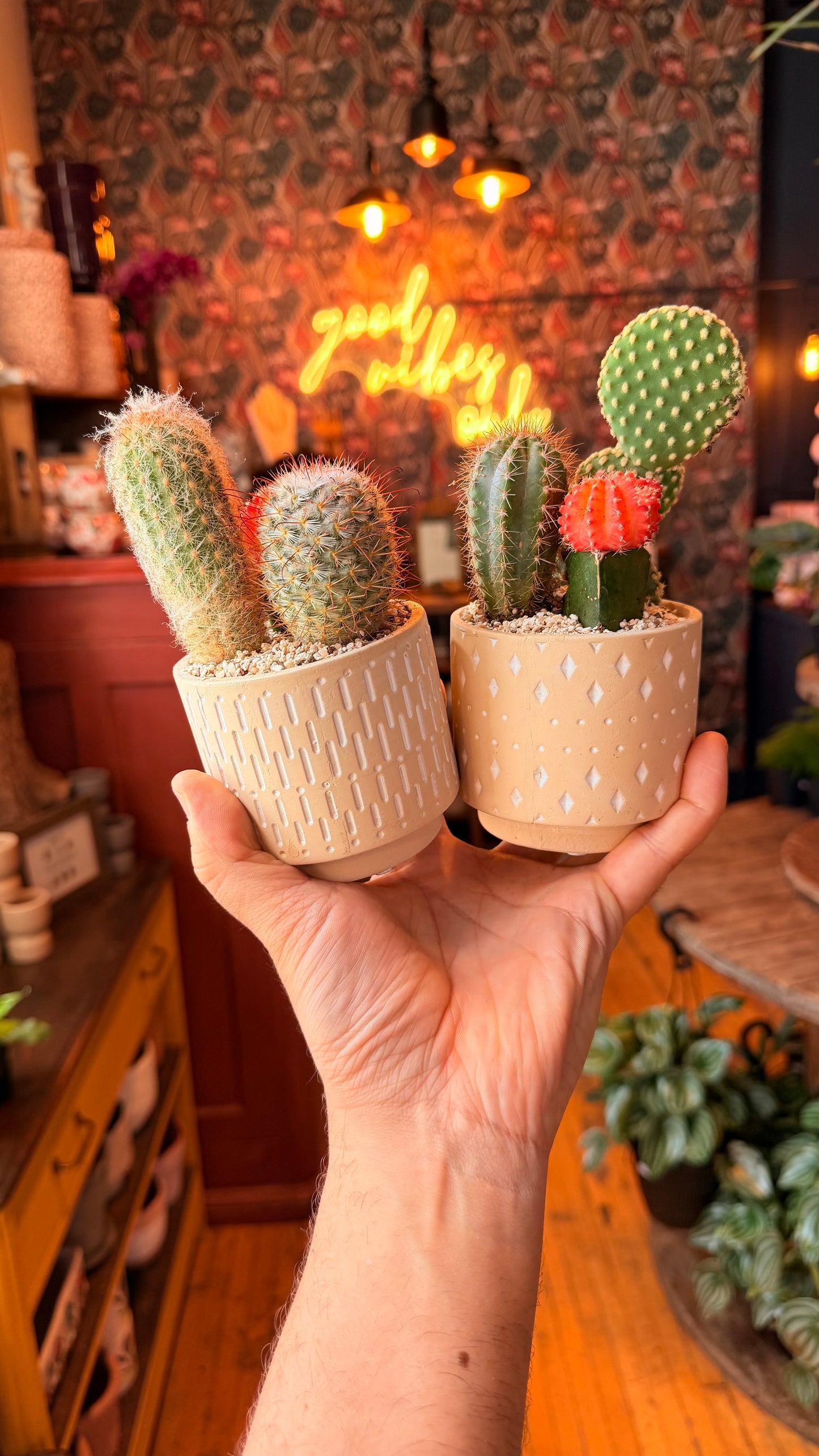 3” Cactus Arrangement
