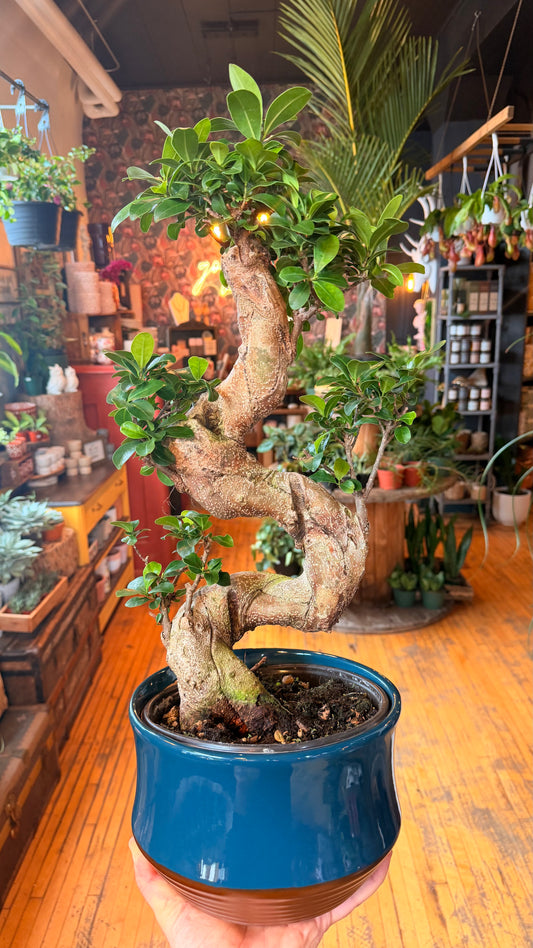 8” S-Shape Ginseng Bonsai - With Teal Bonsai Pot