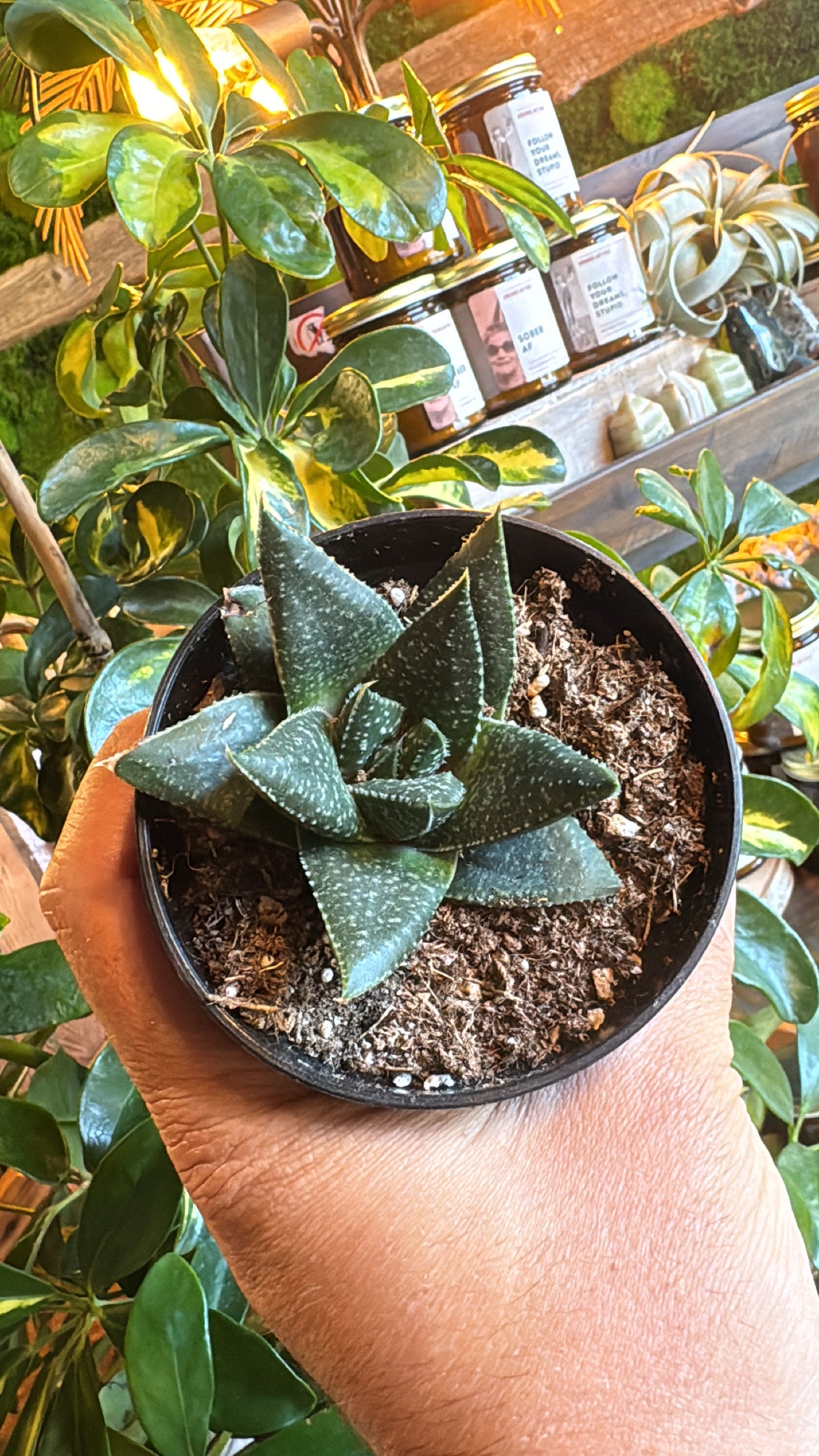 4” Hippo Haworthia