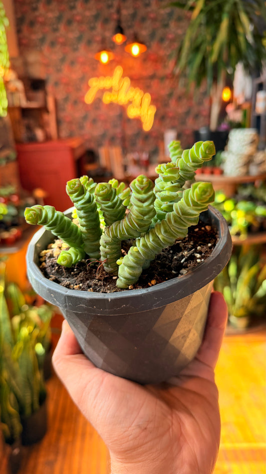 5.5” String of Buttons