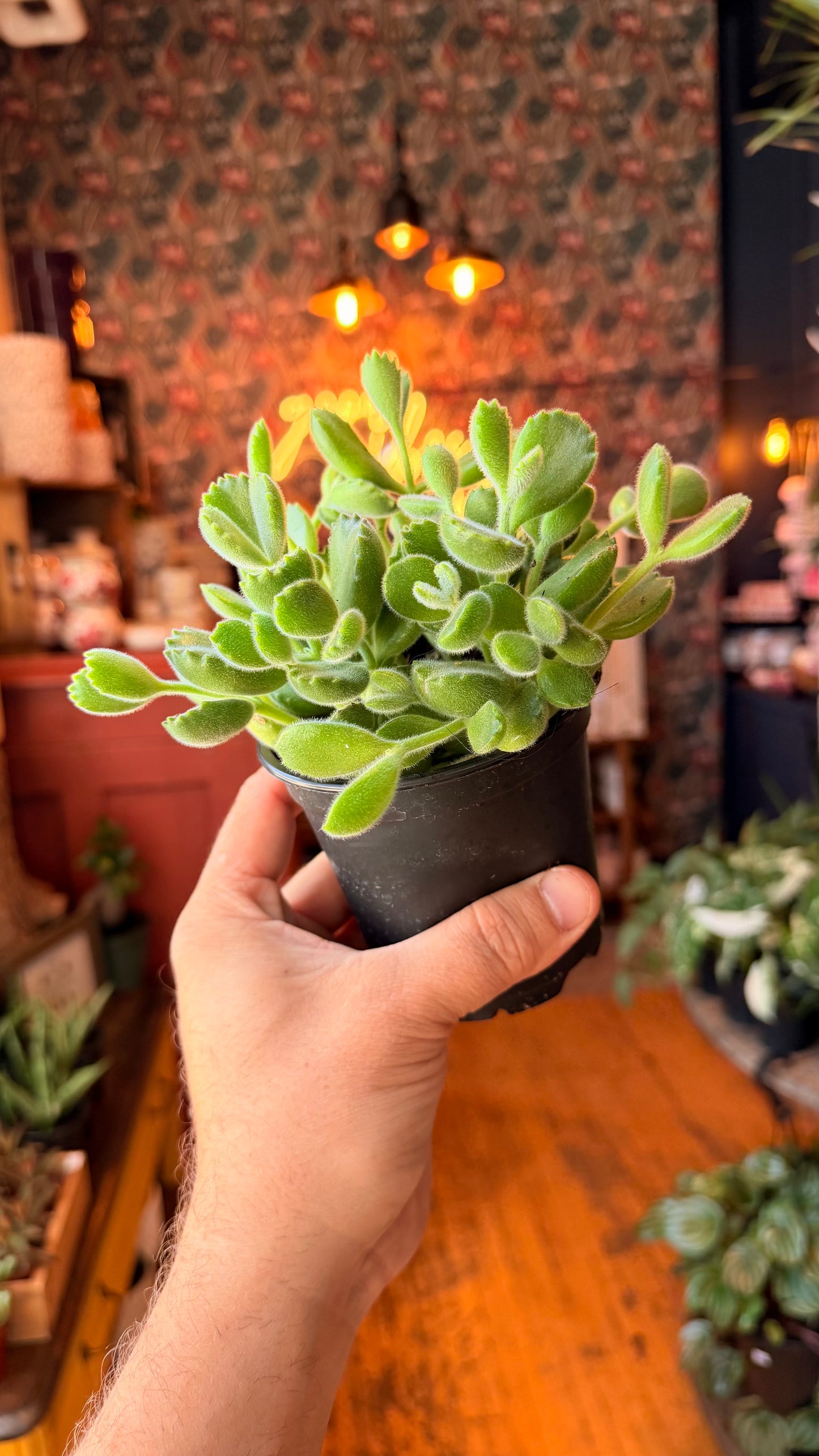 4” Bear Paw Succulent