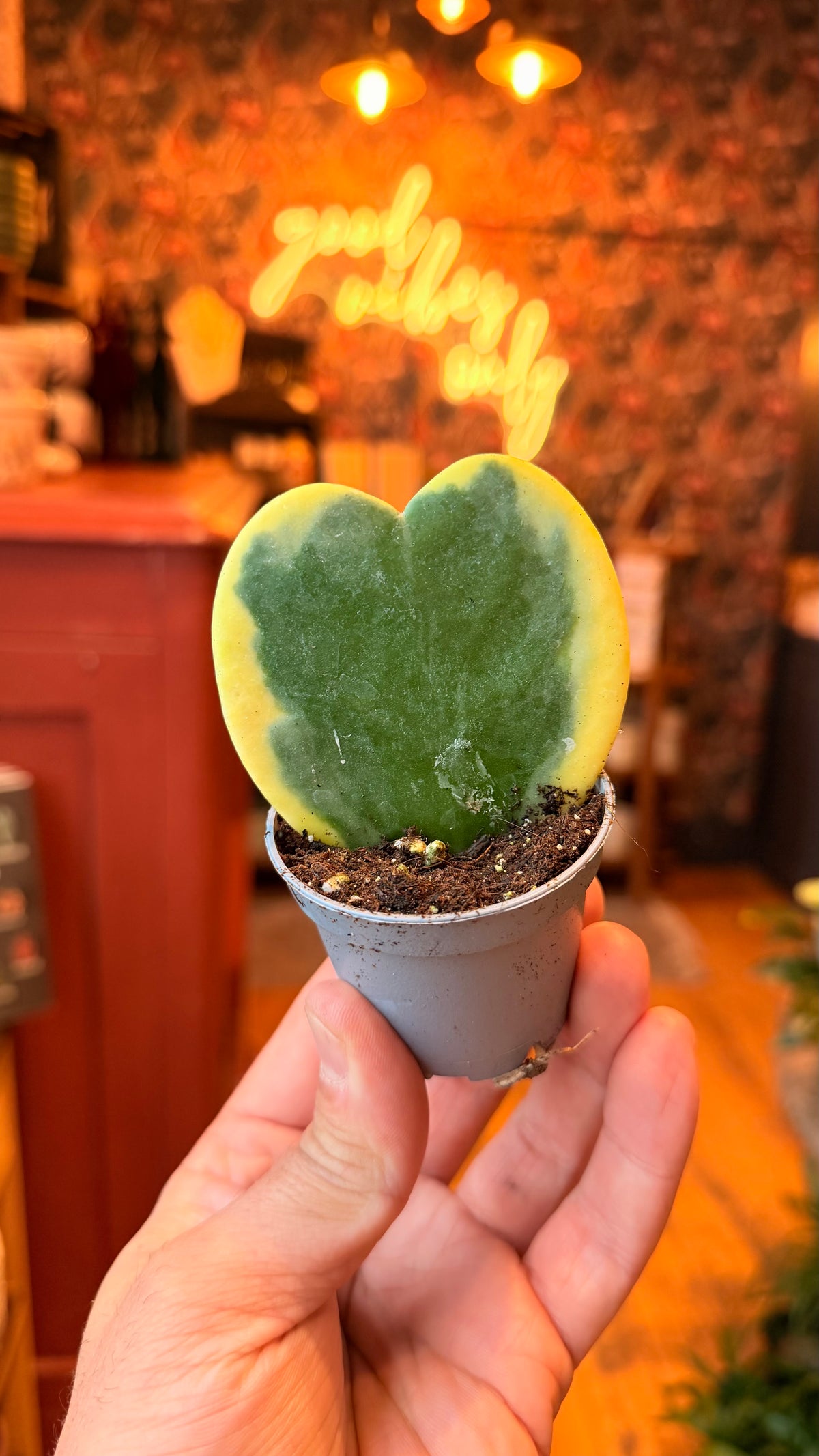 2.5” Variegated Hoya Sweet Heart