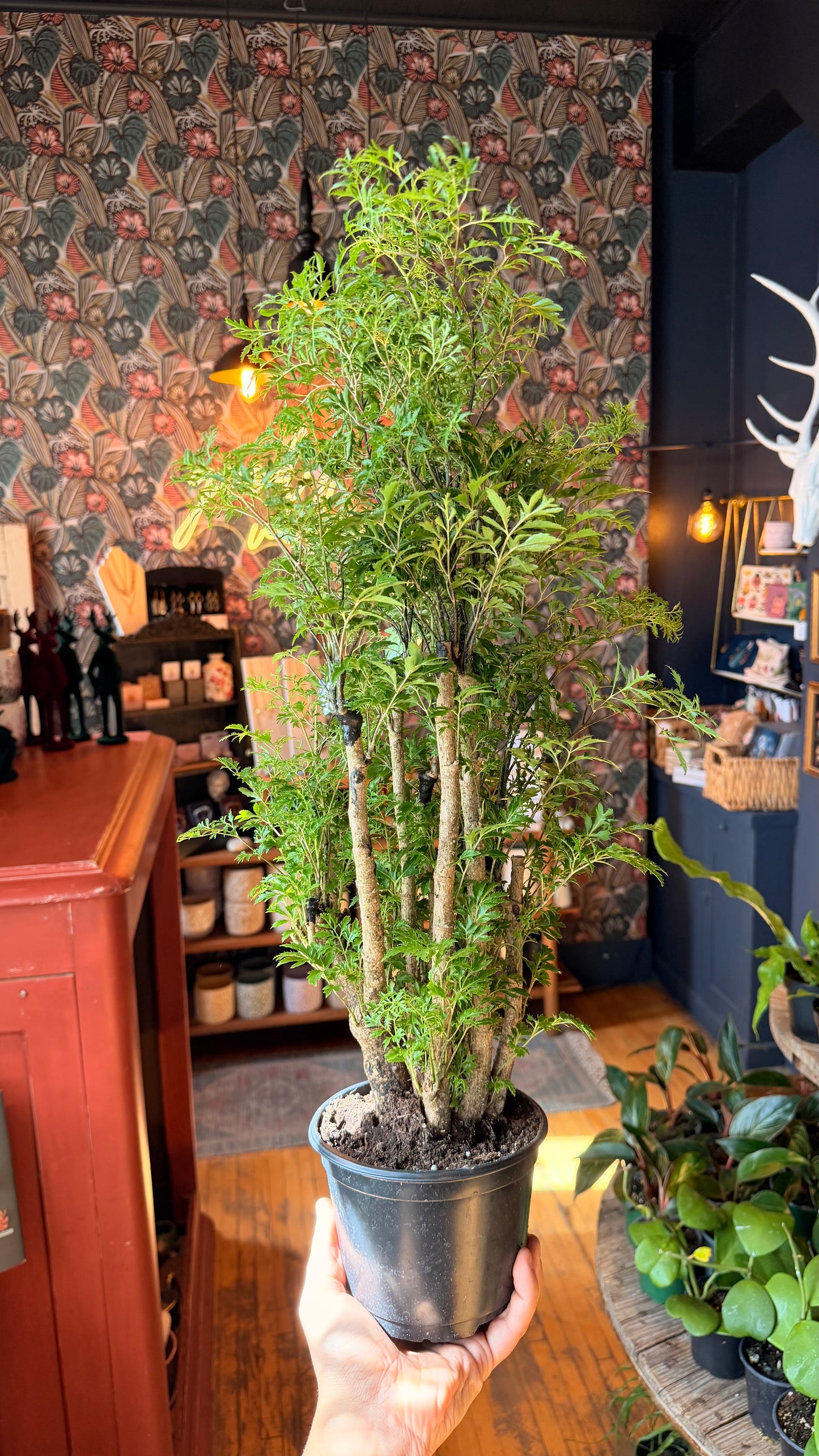 6” Aralia Ming Bonsai
