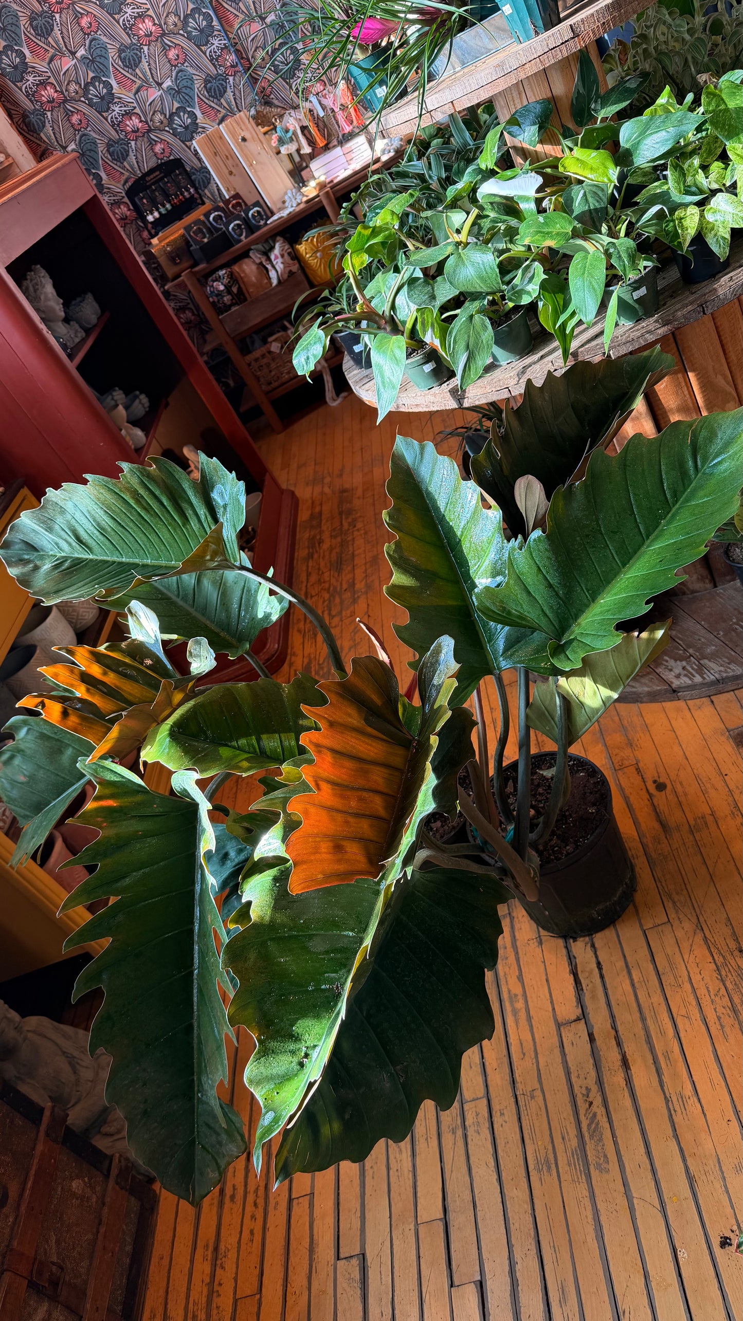 10” Chocolate Empress Philodendron