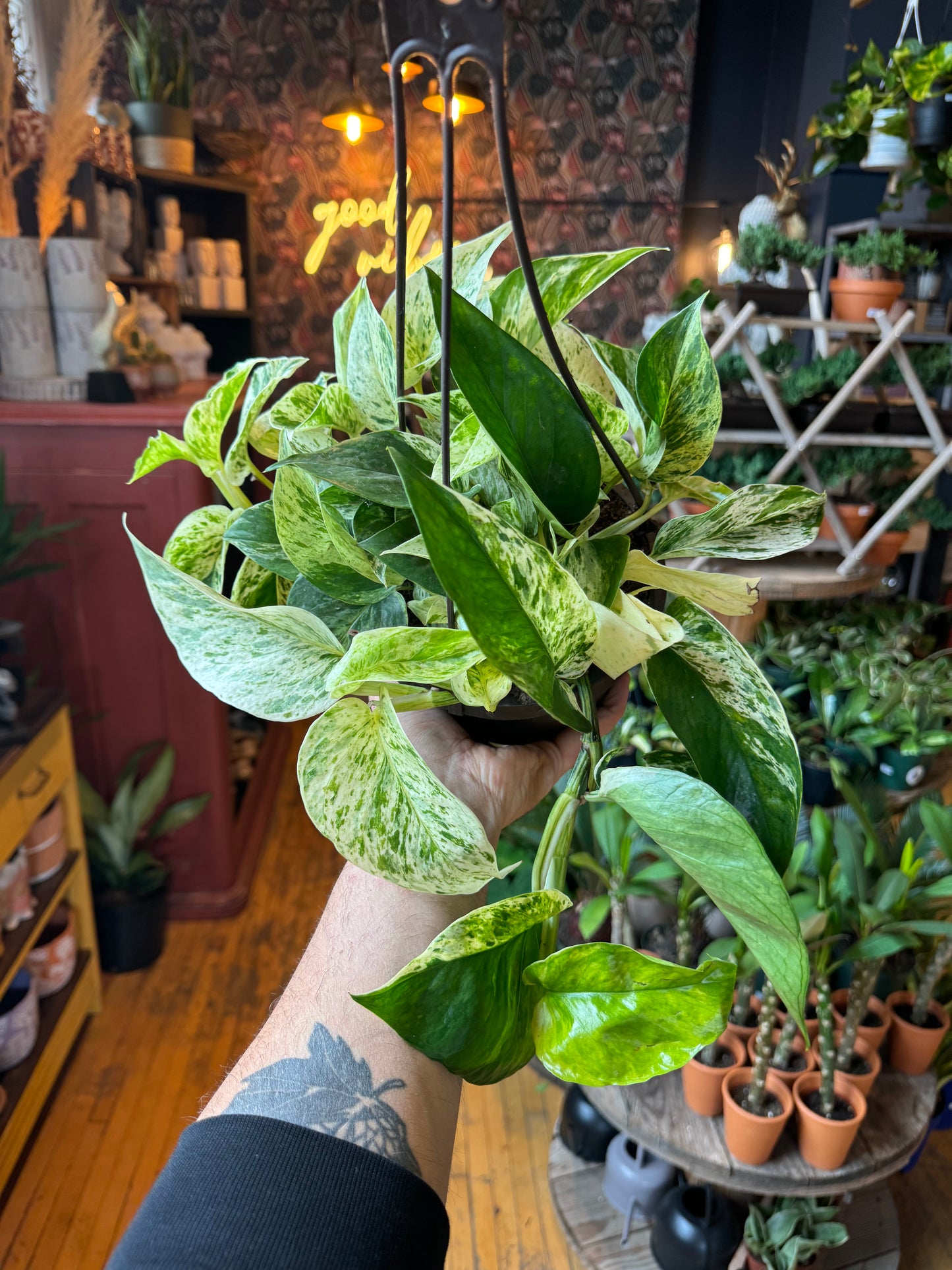 6” Marble Queen Pothos Hanging Basket