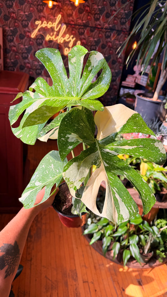 6” Monstera Thai Constellation XL