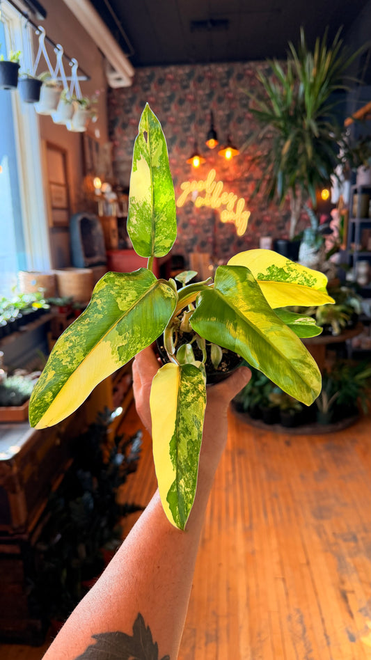 4” Variegated Domesticum Philodendron