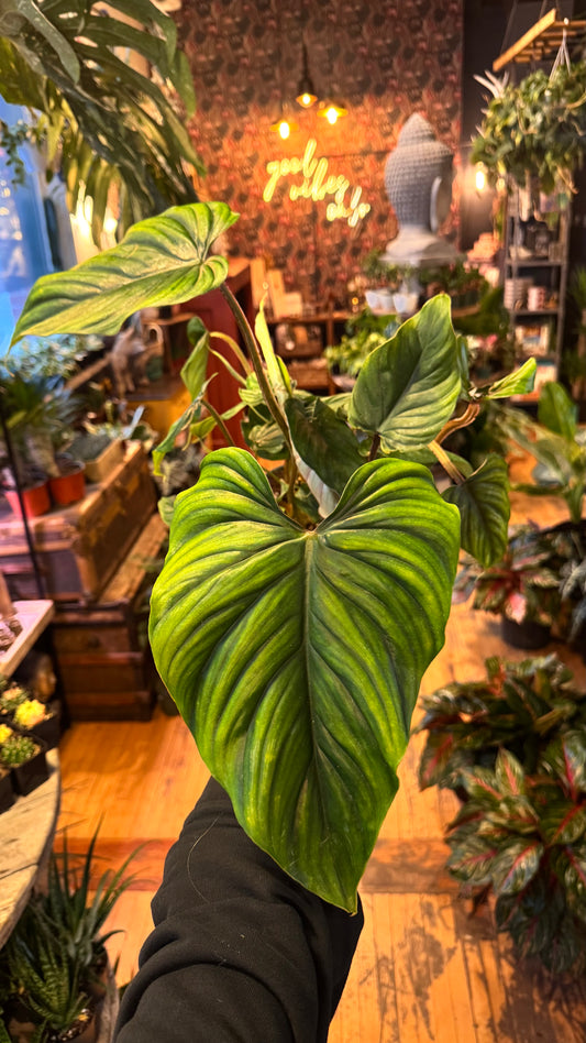 6” Plowmanii Philodendron
