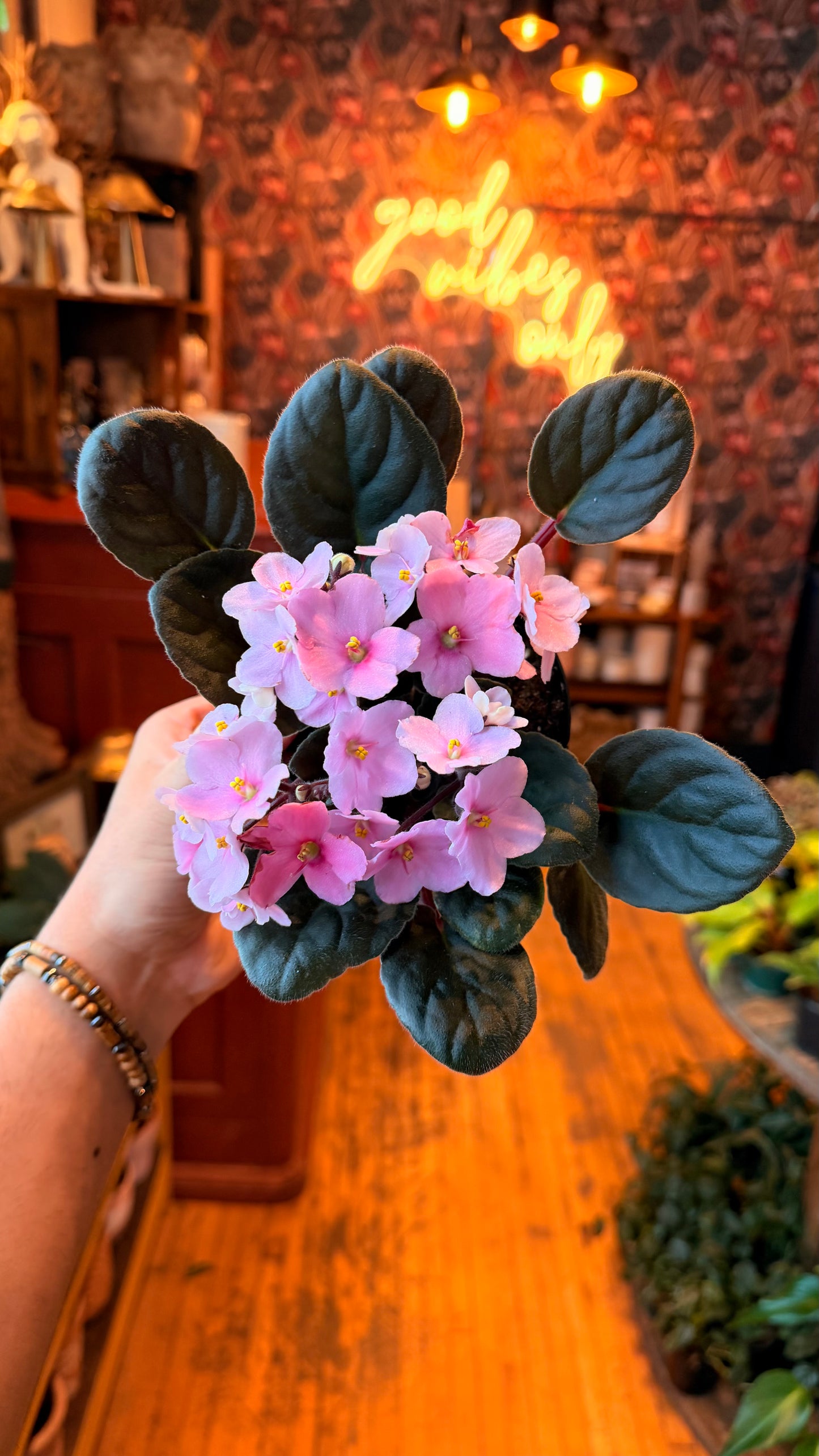 4” Assorted African Violets