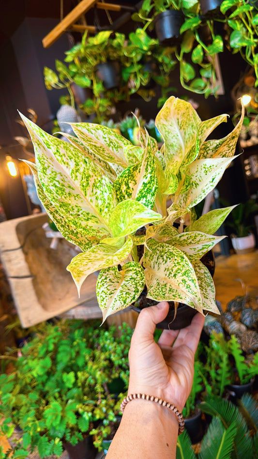 6” Aglaonema Loachi