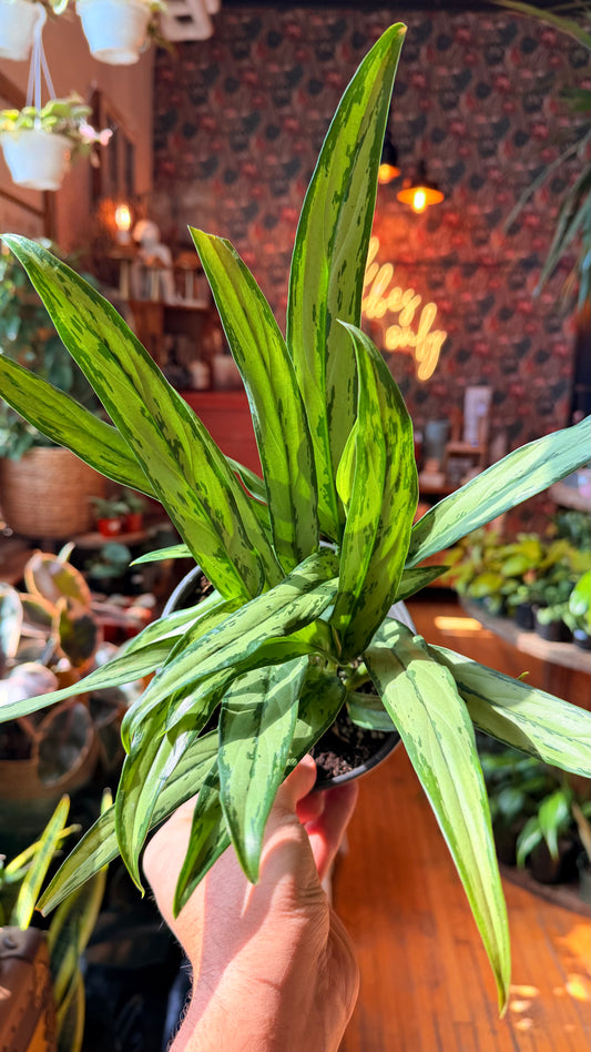 6” Aglaonema Cutlass