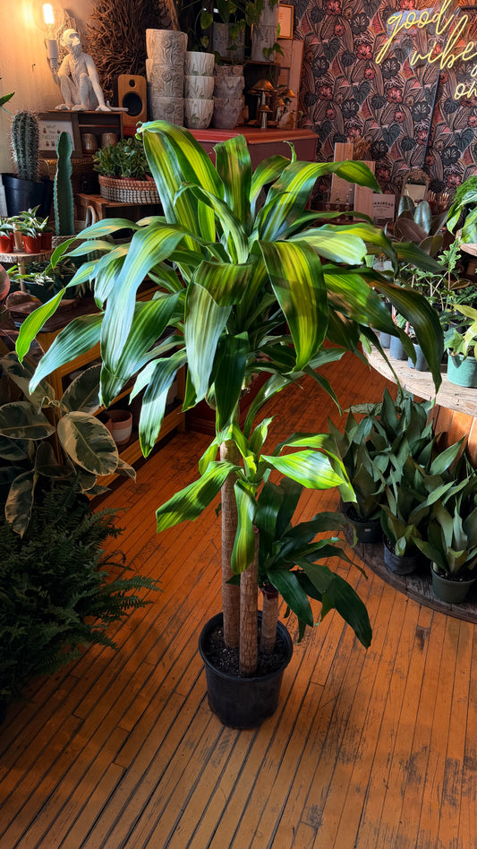 10” Dracaena Mass Cane