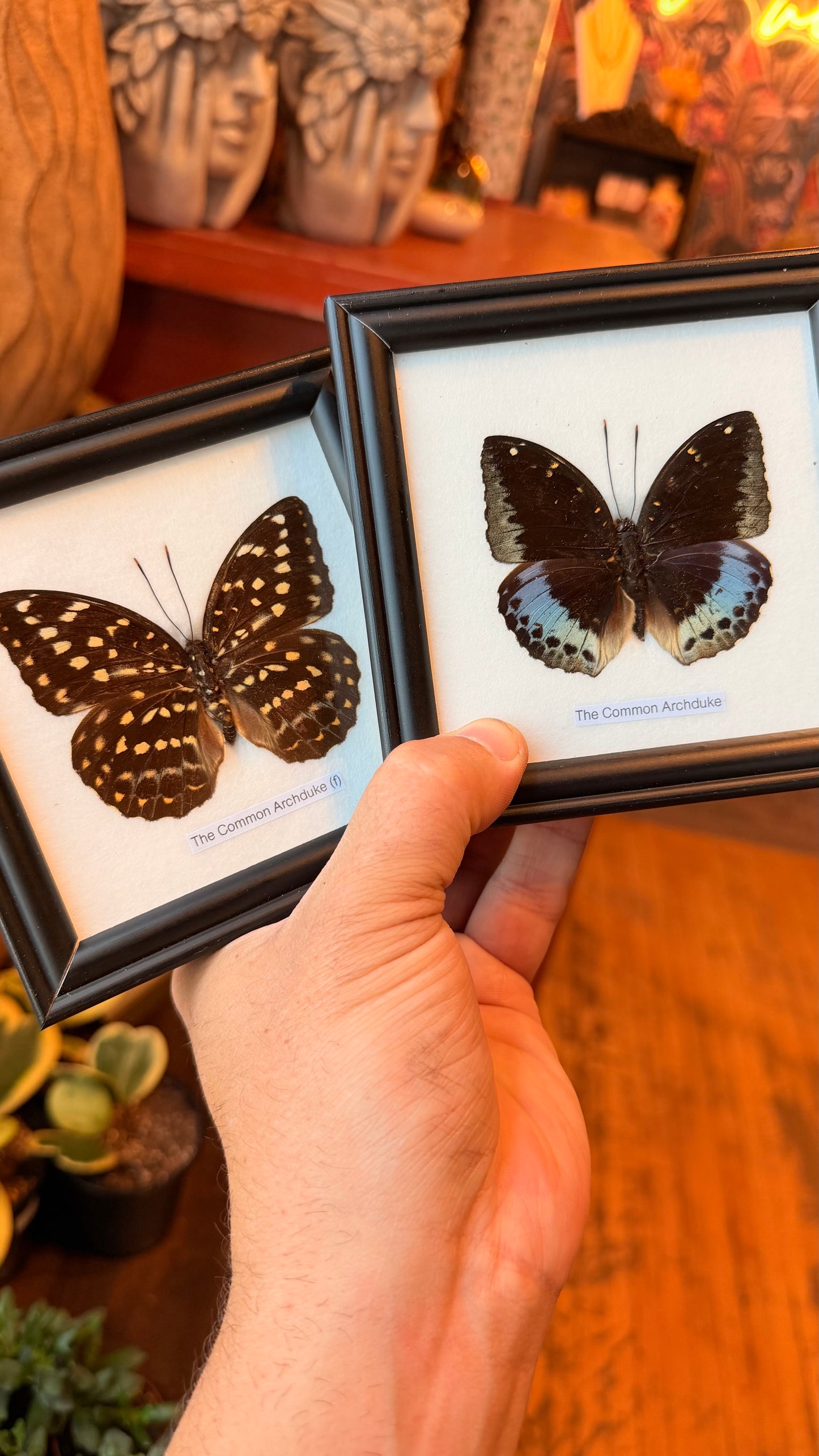 1 Piece Butterfly Assorted