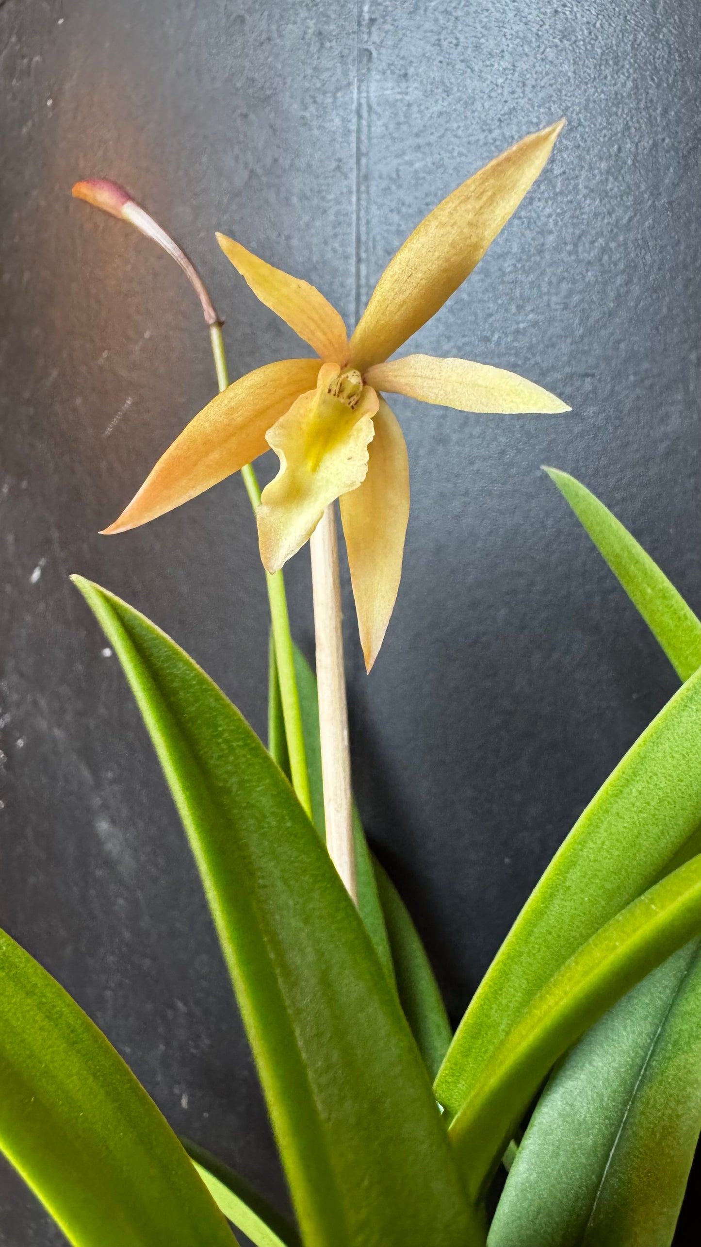 4” Brassocattleya Richard Mueller X Epidendrium Orchid