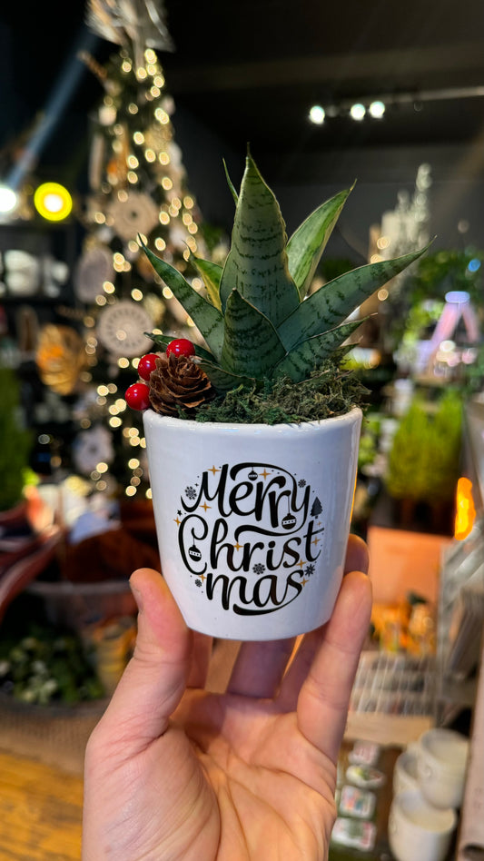 Merry Christmas - Snake Plant Combo