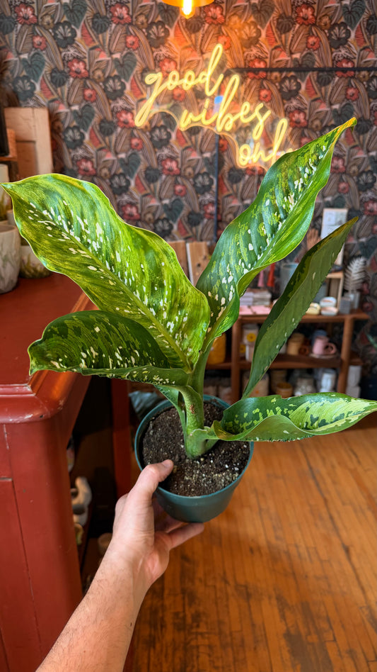 6” Crocodile Deifenbachia