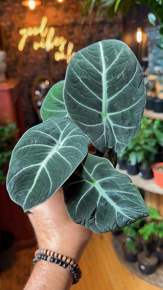 4” Black Velvet Alocasia