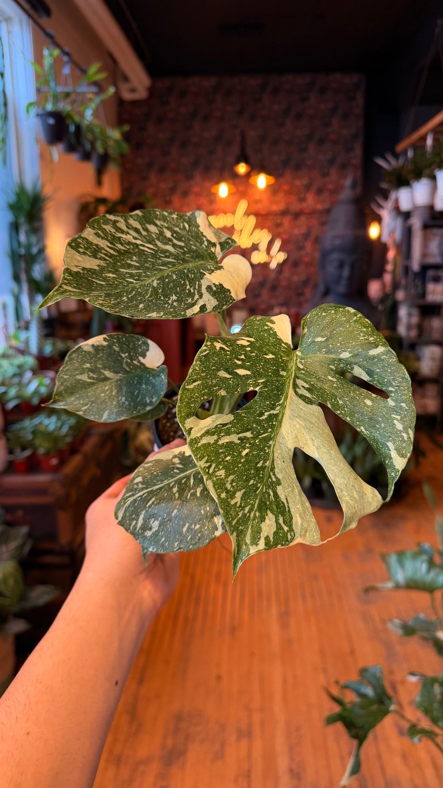 4” Thai Constellation Monstera