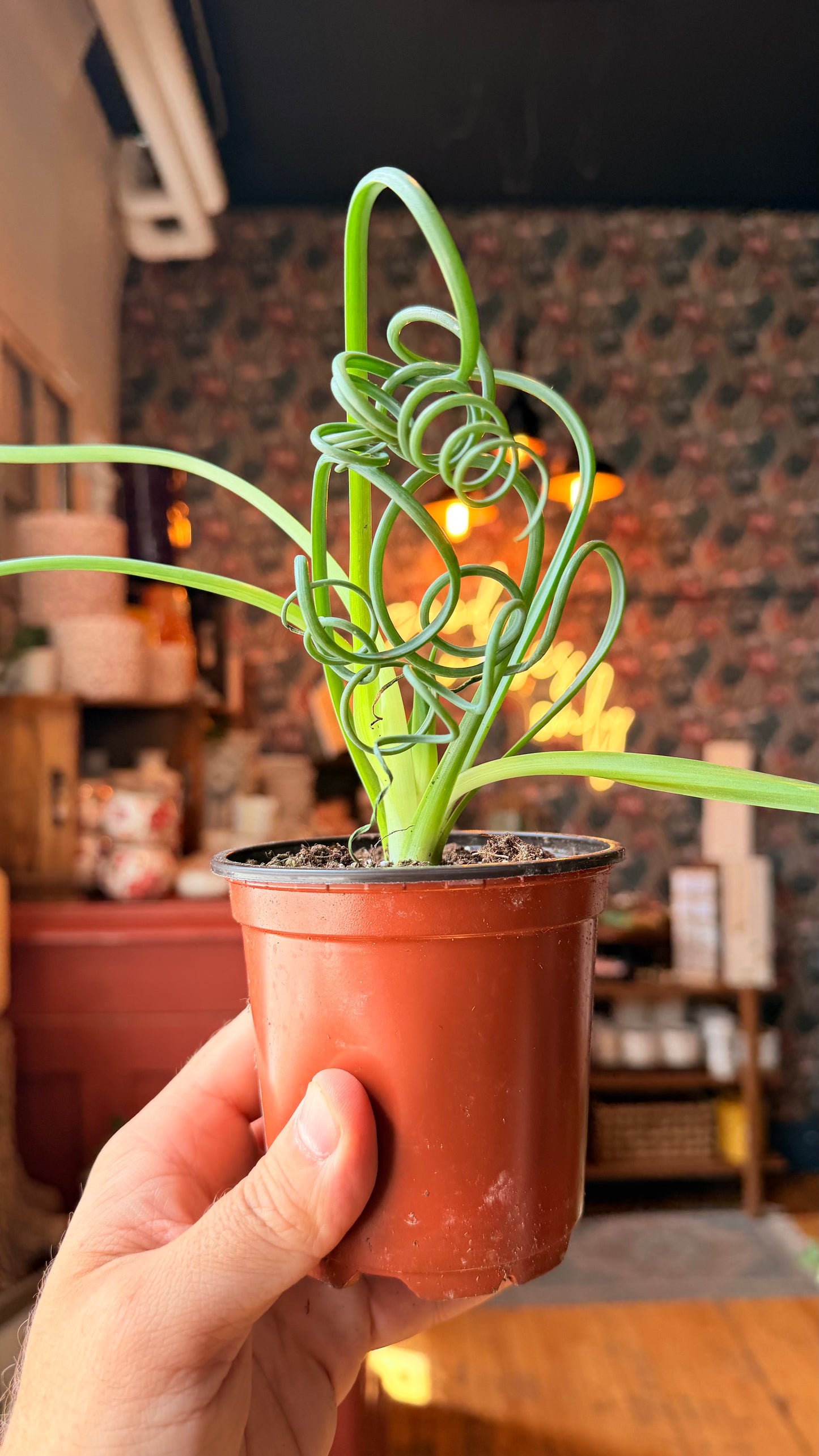 4” Sizzle Frizzle Plant