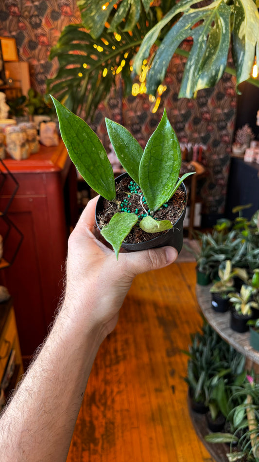 4” Hoya Vitelliniodes