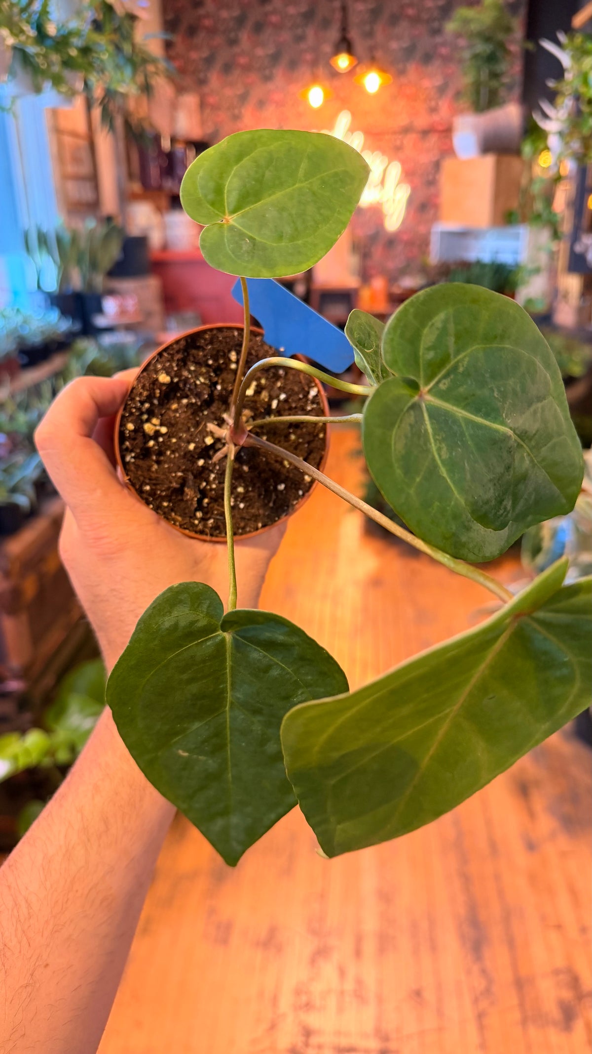 4” Anthurium Hybrid Blue Papi X Red Stem