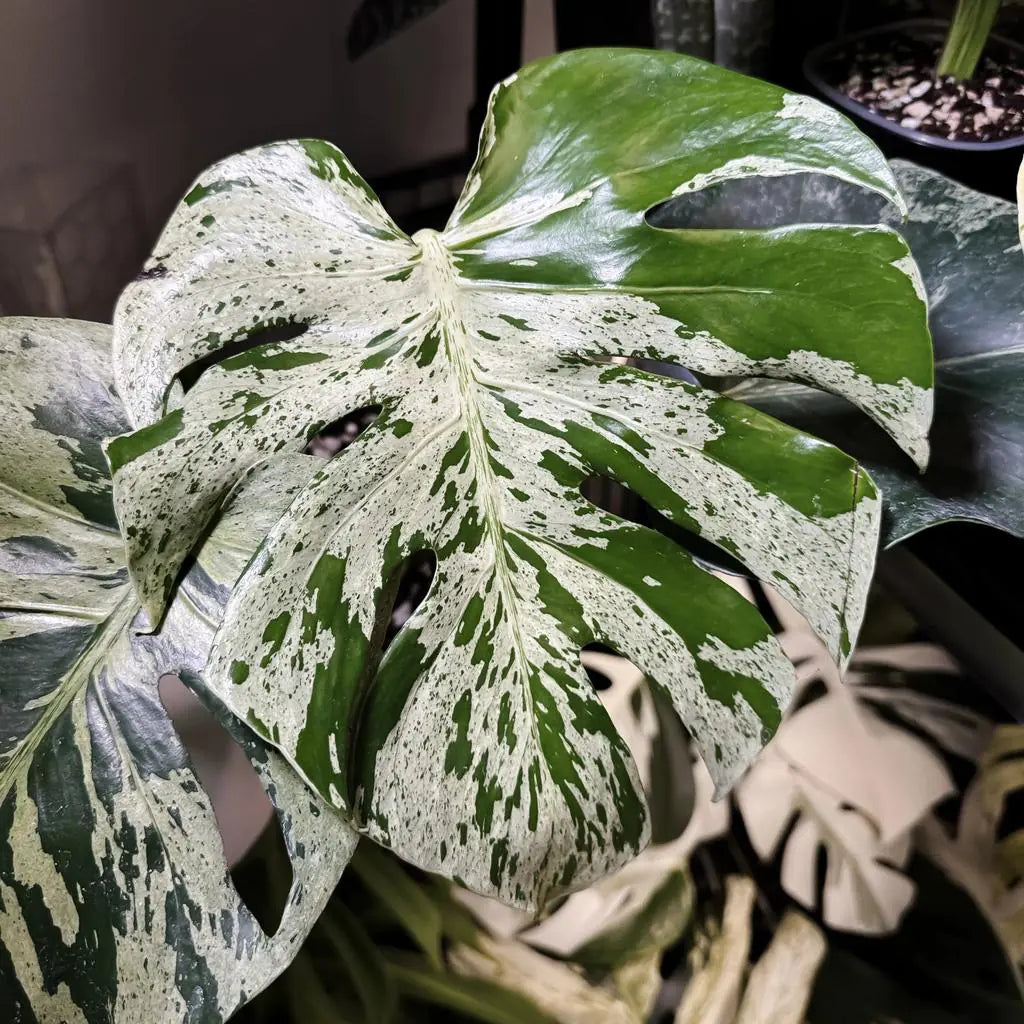 4” Bulbasaur Monstera