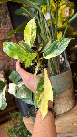 4” Variegated Florida Beauty Philodendron