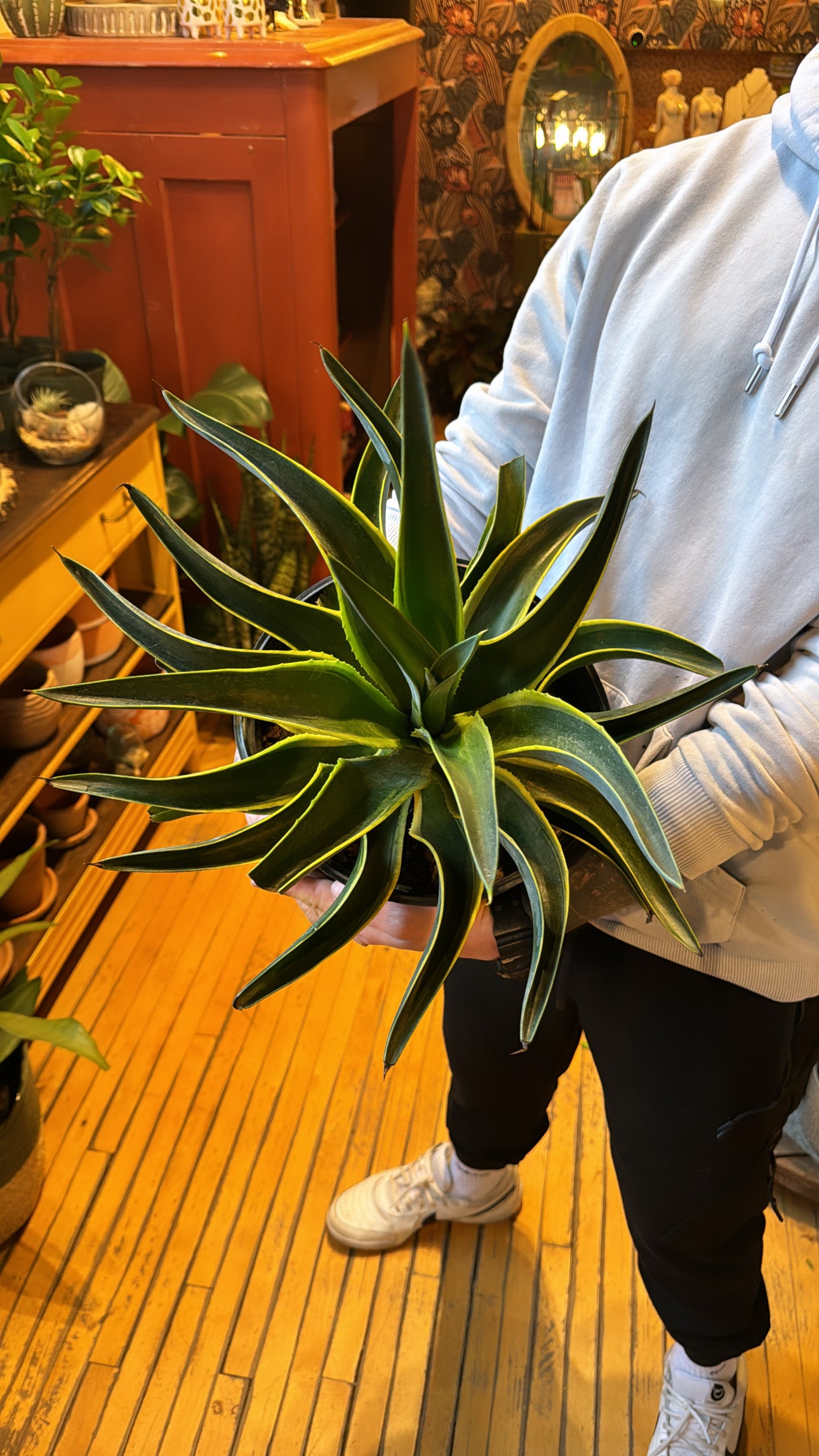 10” Agave Desmetianna