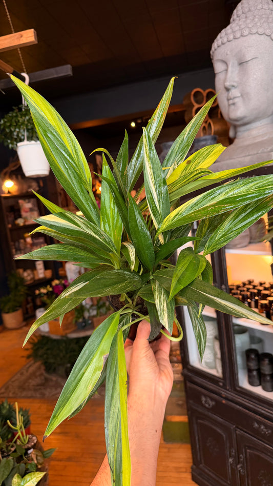 6” Epipremnum Amplissimum Variegated