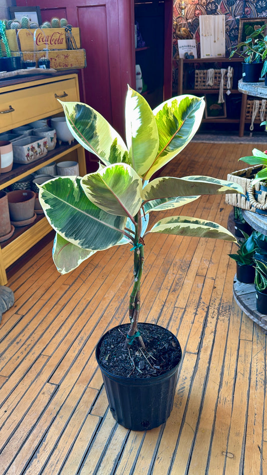 10” Tineke Twist Rubber Plant