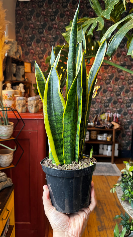 6” Sansevieria Laurentii