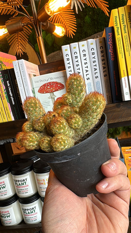 4” Golden Ladyfinger Cacti
